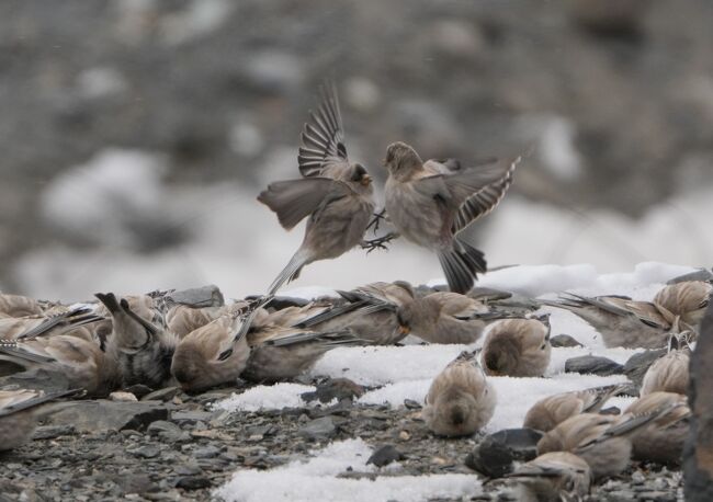 シンジュマシコBlack-headed Mountain Finch<br /><br />https://youtu.be/4qCeqV6Qp_c<br />