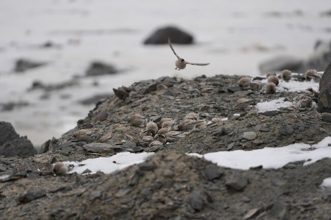 シンジュマシコBlack-headed Mountain Finch