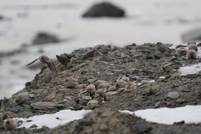 シンジュマシコBlack-headed Mountain Finch