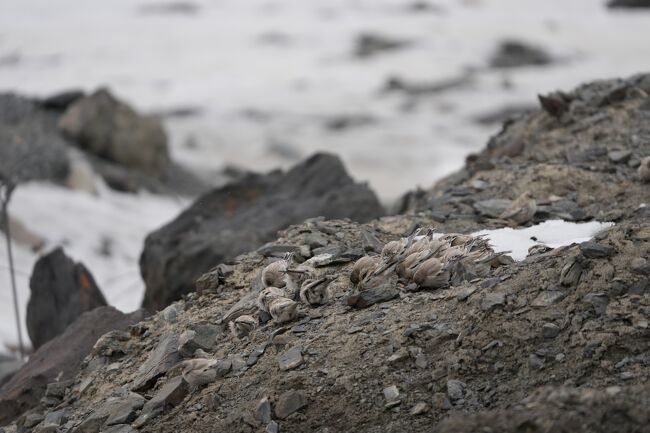 シンジュマシコBlack-headed Mountain Finch