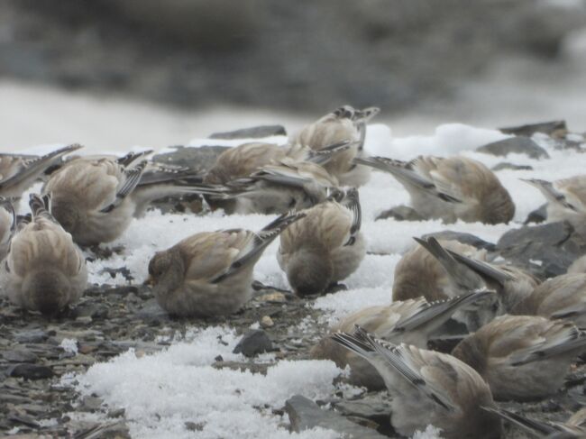 シンジュマシコBlack-headed Mountain Finch