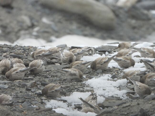 シンジュマシコBlack-headed Mountain Finch