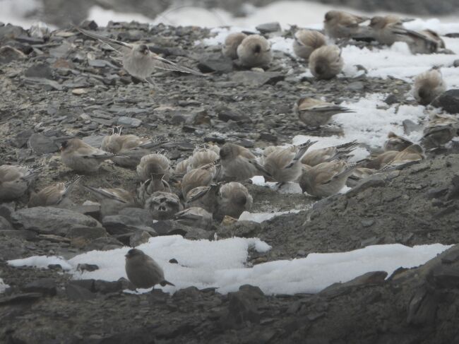 シンジュマシコBlack-headed Mountain Finch