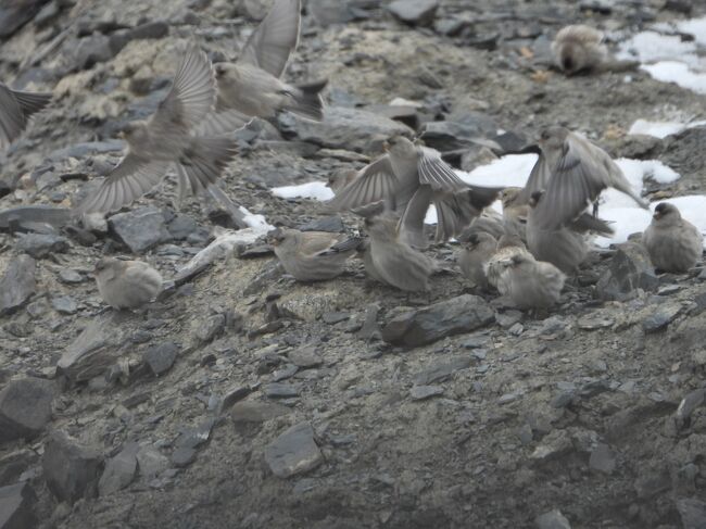 シンジュマシコBlack-headed Mountain Finch