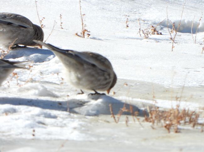 シンジュマシコBlack-headed Mountain Finch
