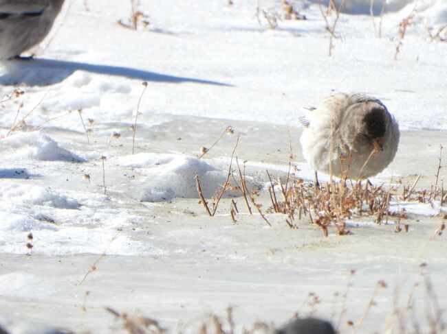 シンジュマシコBlack-headed Mountain Finch