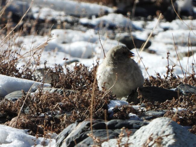 シンジュマシコBlack-headed Mountain Finch