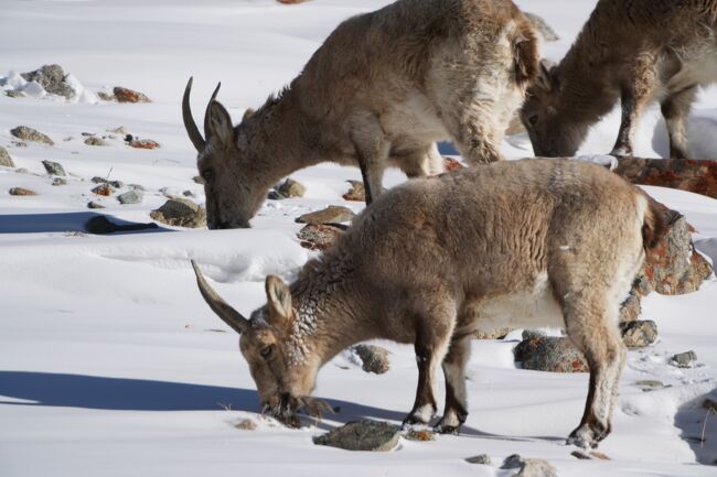 ヒマラヤアイベックス<br />https://youtu.be/sUIuLZ865ZI