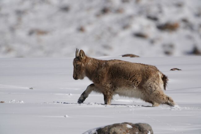 ヒマラヤアイベックス