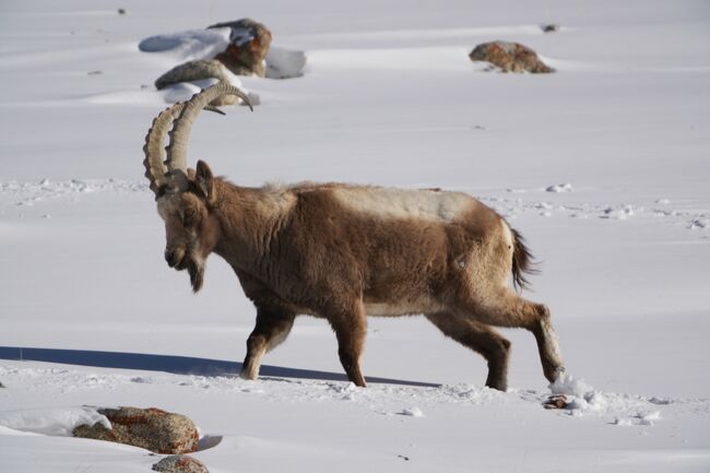 ヒマラヤアイベックス
