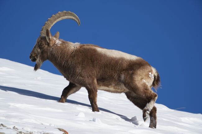 ヒマラヤアイベックス