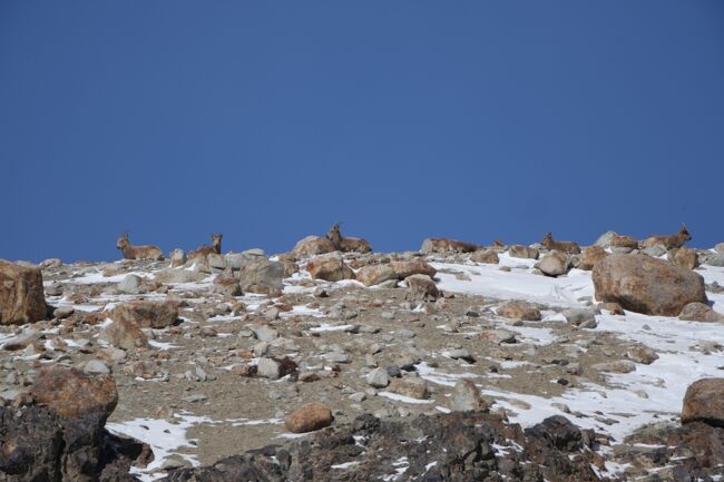 ヒマラヤアイベックス