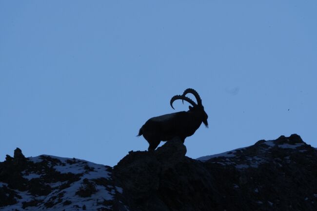 ヒマラヤアイベックス