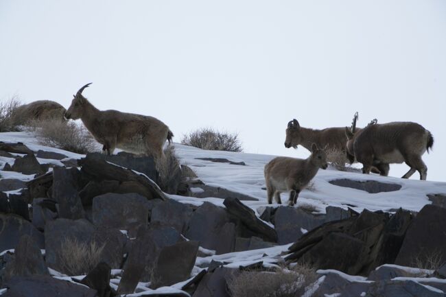 ヒマラヤアイベックス