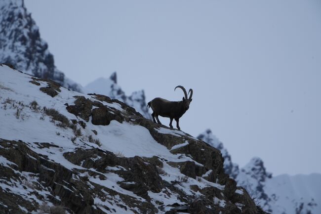 ヒマラヤアイベックス