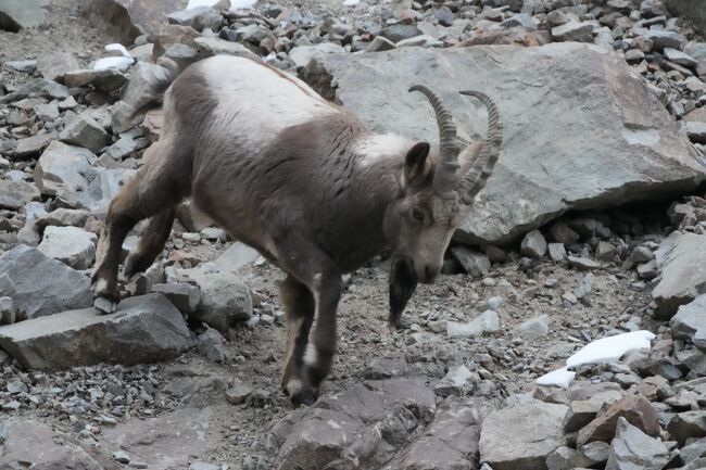 ヒマラヤアイベックス