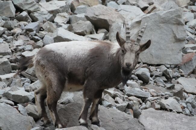 ヒマラヤアイベックス