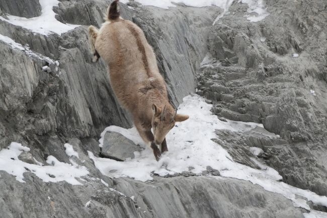 ヒマラヤアイベックス