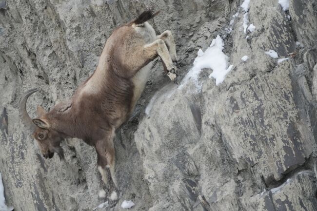 ヒマラヤアイベックス