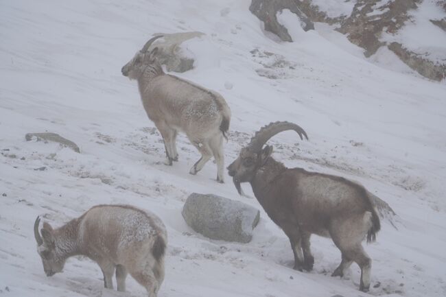 吹雪の中のヒマラヤアイベックス