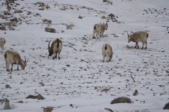 ヒマラヤアイベックス