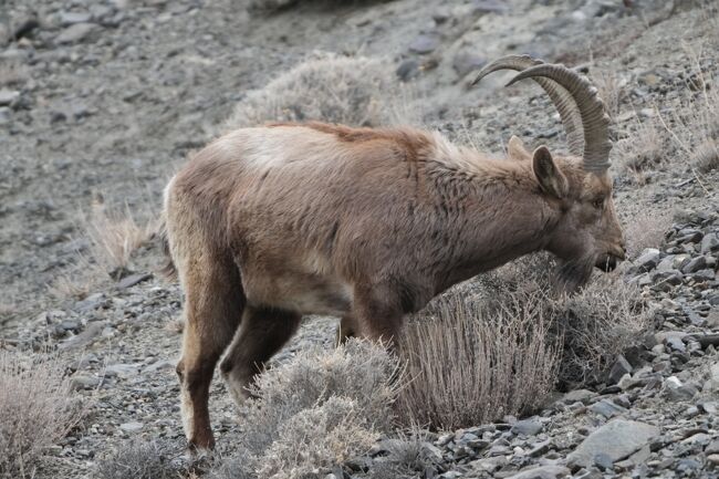 ヒマラヤアイベックス