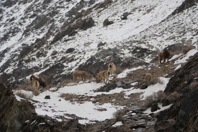 ヒマラヤアイベｋクス