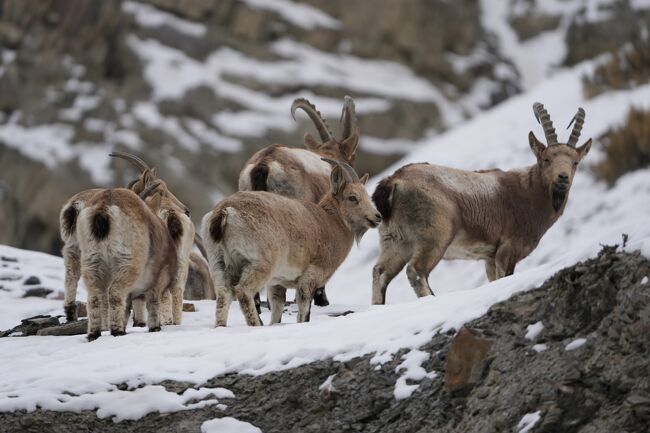 ヒマラヤアイベｋクス