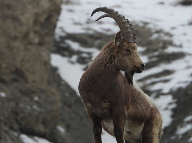 ヒマラヤアイベｋクス