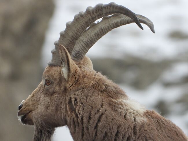 ヒマラヤアイベｋクス