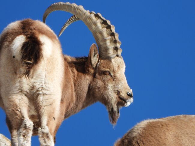 ヒマラヤアイベｋクス