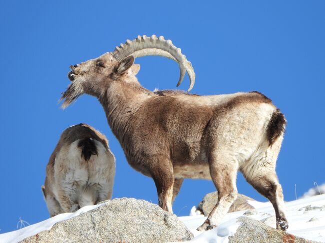 ヒマラヤアイベｋクス