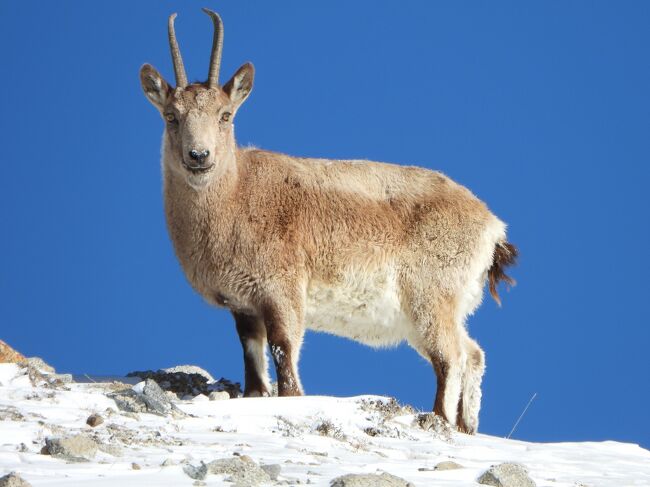 ヒマラヤアイベｋクス