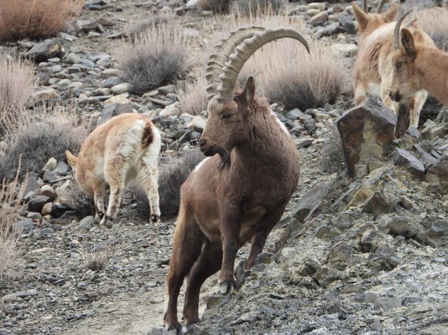 ヒマラヤアイベｋクス