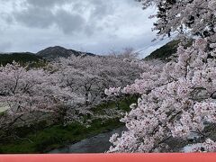 宮橋から眺めた那珂川の桜。
