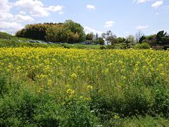 菜の花か綺麗に咲いてました