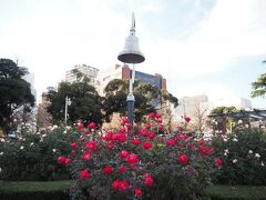 山下公園にはこの時季でもバラが咲いてる所もありました