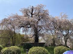 円山公園の枝垂れ桜。今年も荘厳な姿を見せてくれまた。