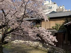 白川と桜