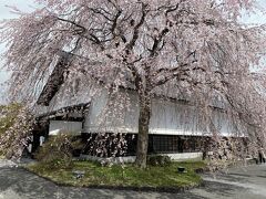 しだれ桜と後ろに見えるのは観光情報センターである角館駅前蔵。