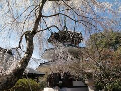 蔵王堂の西側の階段を降りた先の吉野朝宮跡にある南朝妙法殿。桜越しの姿が美しい。