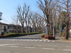 途中の風景、甲州街道のイチョウ並木
ここも、八王子八十八景に指定されています。