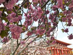 中金堂と桜。