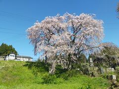 馬込に咲いていた名もなき枝垂れ桜。ほんと綺麗でした。