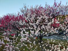 昼神温泉の花桃。昼神温泉の朝市が630から開かれているので、朝市を見学がてら散策です。