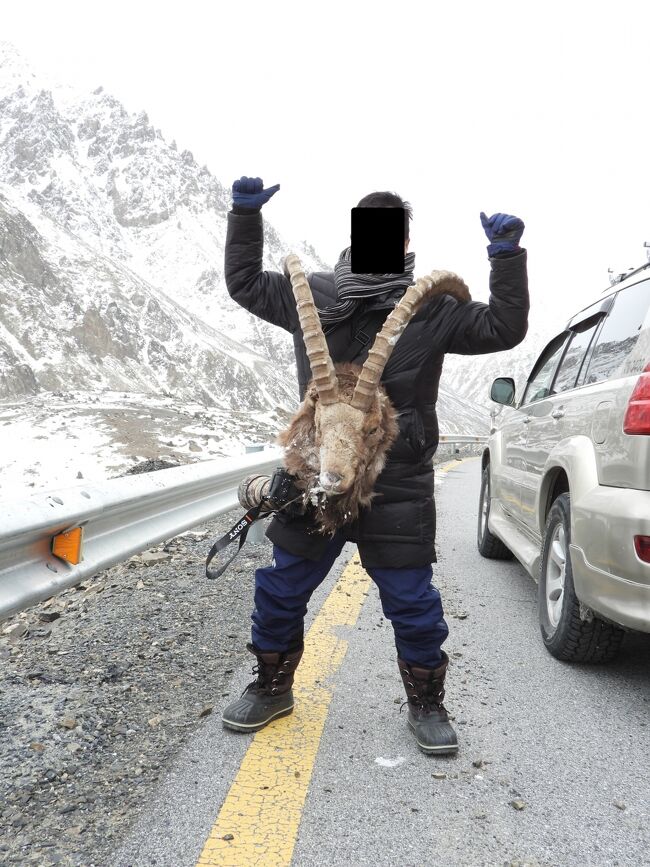 ヒマラヤアイベックスの死骸の頭部