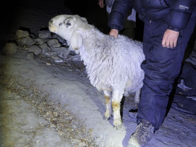 飼育されている羊