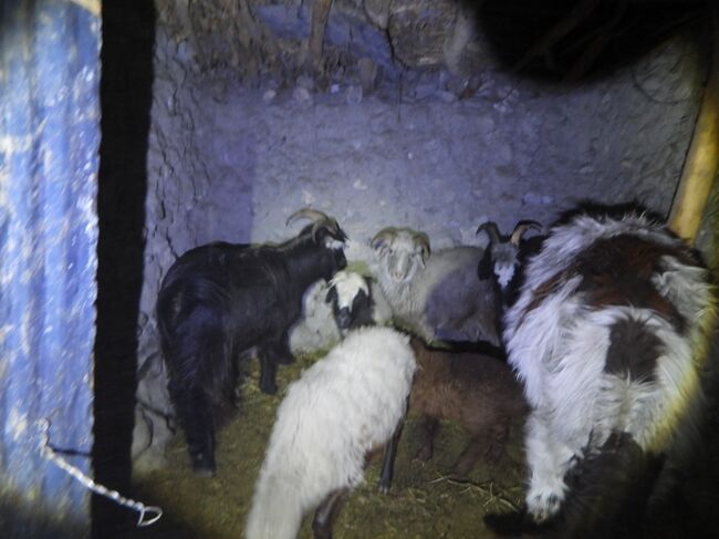 中には家畜たち。外は危険だし寒いから。