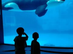 お腹いっぱいになった後は初めての名古屋港水族館へ。
事前にアソボ～ノでチケットをGETして少し安くなりました。
名古屋港水族館といえばシャチ！！！
初めて生で見るシャチに圧倒されていました(^^;