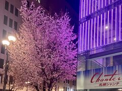 4月16日。例年より2週間早く桜の開花戦前がありました。
毎年、ここの桜は、開花宣言の時は満開になる、札幌で一番早く咲く桜だそうです。